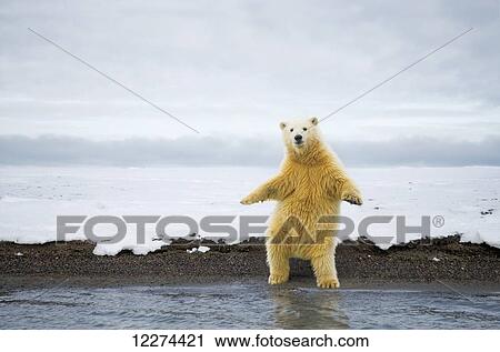 Polar Bear stands upright on two feet, Arctic Alaska View Large Photo Image Stock Image - Polar Bear stands upright on two feet, Arctic Alaska. Fotosearch