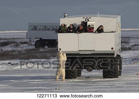 Stock Image - Polar bear (ursus maritimus) standing up against a tundra buggy near Cape Churchill; Manitoba, Canada. Fotosearch
