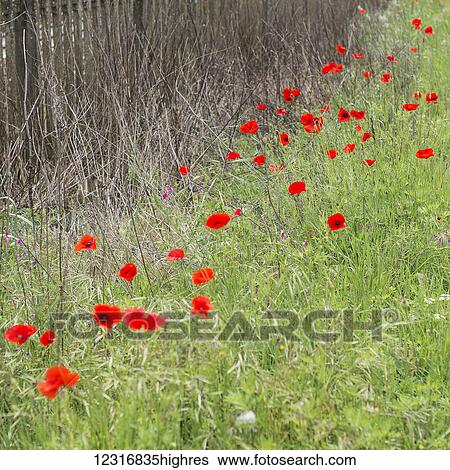 Poppies grow beside a fence, near Levanto; Italy View Large Photo Image Stock Photograph - Poppies grow beside a fence, near Levanto; Italy. Fotosearch