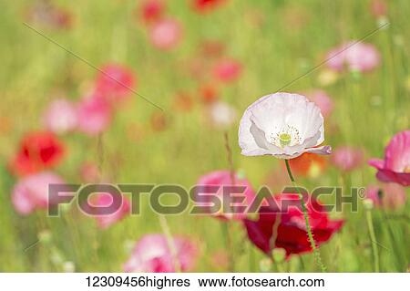 Stock Photograph - Poppies in a meadow; Burnaby, British Columbia, Canada. Fotosearch