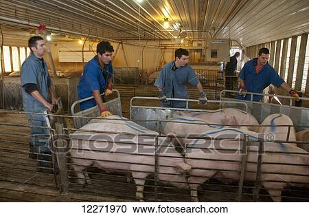 Stock Image - Pork producers sorting market hogs in a swine confinement facility for shipping to a packing plant, near Northrop; Minnesota, United States of America. Fotosearch