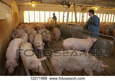 Pork producers sorting market hogs in a swine confinement facility for shipping to a packing plant, near Northrop; Minnesota, United States of America View Large Photo Image Stock Photo - Pork producers sorting market hogs in a swine confinement facility for shipping to a packing plant, near Northrop; Minnesota, United States of America. Fotosearch