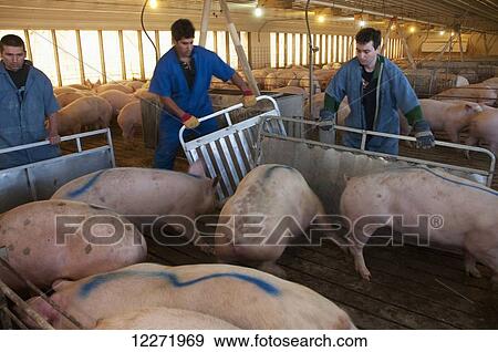 Stock Photo - Pork producers sorting market hogs in a swine confinement facility for shipping to a packing plant, near Northrop; Minnesota, United States of America. Fotosearch