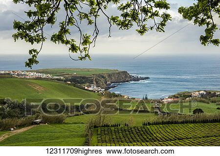 Stock Photograph - Porto Formoso Tea Plantation; Sao Miguel, Azores, Portugal. Fotosearch