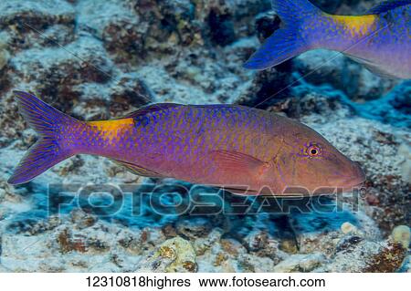 Stock Photograph - Portrait of a Blue Goatfish (Parupeneus cyclostomus) taken while scuba diving the Kona coast; Kona, Island of Hawaii, Hawaii, United States of America. Fotosearch