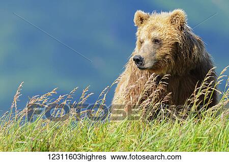 Portrait of a brown bear (portrait), Katmai National Park; Alaska, United States of America View Large Photo Image Stock Photograph - Portrait of a brown bear (portrait), Katmai National Park; Alaska, United States of America. Fotosearch