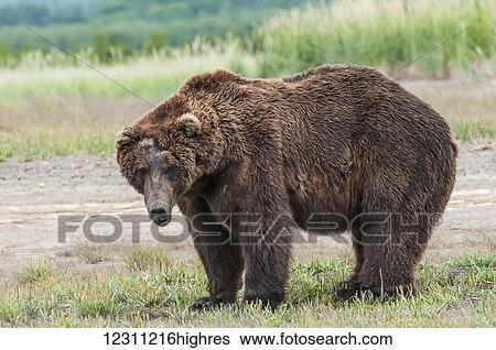 Stock Photograph - Portrait of a brown bear (ursus arctos) on grass. Fotosearch