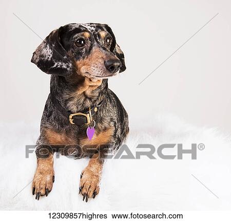 Stock Photograph - Portrait of a daschund on a white background; Spruce Grove, Alberta, Canada. Fotosearch