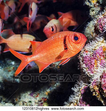 Stock Photograph - Portrait of a Epaulette Soldierfish (Myripristis kuntee) taken while scuba diving the Kona coast; Kona, Island of Hawaii, Hawaii, United States of America. Fotosearch