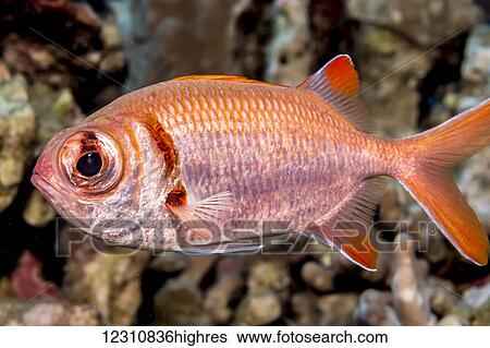 Stock Photograph - Portrait of a Epaulette Soldierfish (Myripristis kuntee) taken while scuba diving the Kona coast; Kona, Island of Hawaii, Hawaii, United States of America. Fotosearch