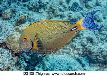 Stock Photograph - Portrait of a Eyestripe Surgeonfish (Acanthurus dussaumieri) taken while scuba diving the Kona coast; Kona, Island of Hawaii, Hawaii, United States of America. Fotosearch