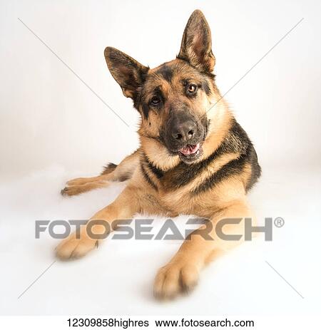 Portrait of a german shepherd on a white background; Spruce Grove, Alberta, Canada View Large Photo Image Stock Photograph - Portrait of a german shepherd on a white background; Spruce Grove, Alberta, Canada. Fotosearch