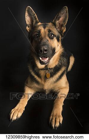 Stock Photograph - Portrait of a german shepherd on a black background; Spruce Grove, Alberta, Canada. Fotosearch