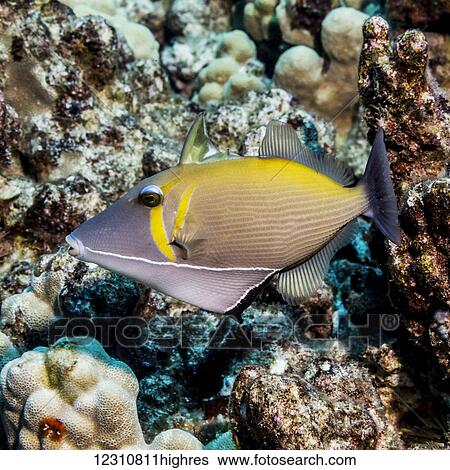Portrait of a Lei Triggerfish (Sufflamen bursa) with errect spiny dorsal fin taken while scuba diving the Kona coast; Kona, Island of Hawaii, Hawaii, United States of America View Large Photo Image Stock Photograph - Portrait of a Lei Triggerfish (Sufflamen bursa) with errect spiny dorsal fin taken while scuba diving the Kona coast; Kona, Island of Hawaii, Hawaii, United States of America. Fotosearch