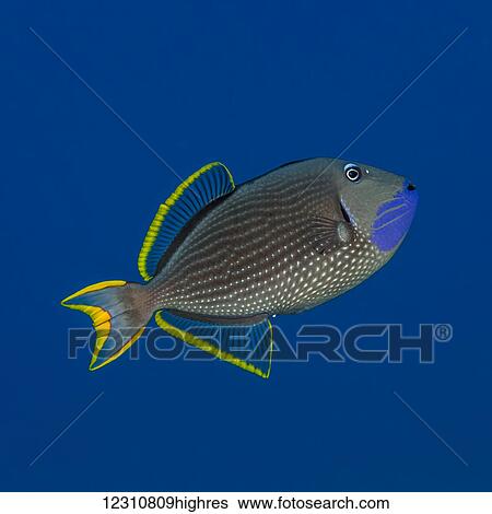 Portrait of a male Bluegill Triggerfish (Xanthichthys auromarginatus) taken while scuba diving the Kona coast; Kona, Island of Hawaii, Hawaii, United States of America View Large Photo Image Stock Photograph - Portrait of a male Bluegill Triggerfish (Xanthichthys auromarginatus) taken while scuba diving the Kona coast; Kona, Island of Hawaii, Hawaii, United States of America. Fotosearch