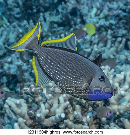Stock Photograph - Portrait of a male Bluegill Triggerfish (Xanthichthys auromarginatus) with erect spiny dorsal taken while scuba diving the Kona coast; Kona, Island of Hawaii, Hawaii, United States of America. Fotosearch