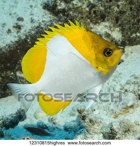 Stock Photograph - Portrait of a Pyramid Butterflyfish (Hemitaurichthys polylepis) taken while scuba diving the Kona coast; Kona, Island of Hawaii, Hawaii, United States of America. Fotosearch