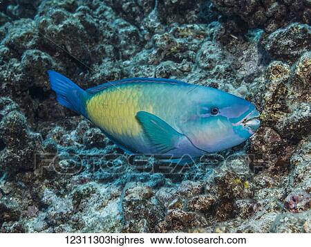 Portrait of a terminal phase male Bullethead Parrotfish (Chlororus sordidus) that was photographed while scuba diving off the Kona coast; Kona, Island of Hawaii, Hawaii, United States of America View Large Photo Image Stock Photograph - Portrait of a terminal phase male Bullethead Parrotfish (Chlororus sordidus) that was photographed while scuba diving off the Kona coast; Kona, Island of Hawaii, Hawaii, United States of America. Fotosearch