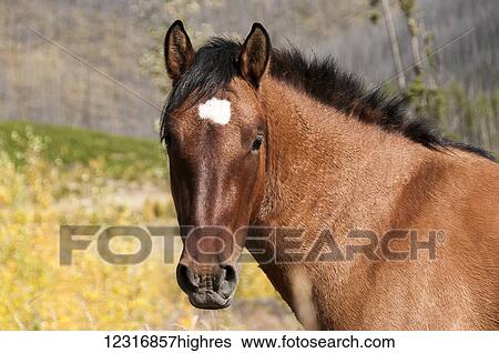 Stock Photograph - Portrait of a wild horse; Alberta, Canada. Fotosearch