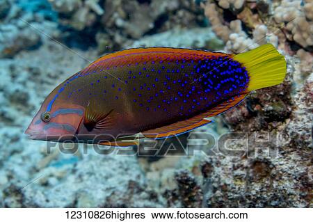Portrait of a Yellowtail Coris (Coris gaimard) male taken while scuba diving the Kona coast; Kona, Island of Hawaii, Hawaii, United States of America View Large Photo Image Stock Photograph - Portrait of a Yellowtail Coris (Coris gaimard) male taken while scuba diving the Kona coast; Kona, Island of Hawaii, Hawaii, United States of America. Fotosearch