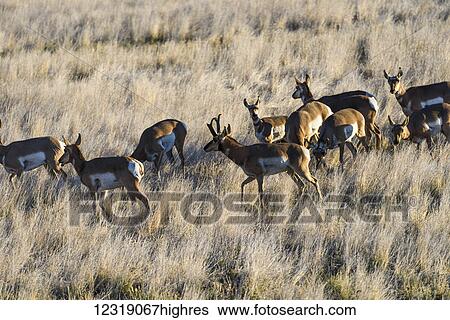 Stock Photograph - Pronghorn Antelope (Antilocapra americana) are fond of wide open spaces; Burns, Oregon, United States of America. Fotosearch