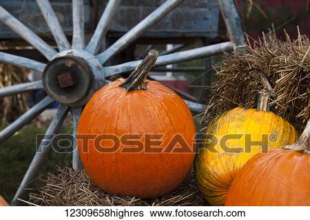 Pumpkins and wagon wheel; Stowe, Vermont, United States of America View Large Photo Image Stock Photograph - Pumpkins and wagon wheel; Stowe, Vermont, United States of America. Fotosearch