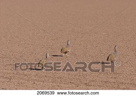 Stock Photo - Puna Tinamou (Tinamotis Pentlandii), Eduardo Avaroa National Park, Potosi Department, Bolivia. Fotosearch