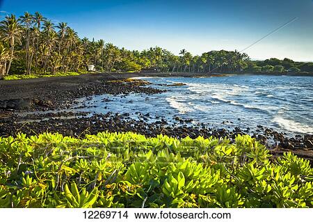 Picture - Punaluu Black Sand Beach surrounded by native Hawaiian plants; Island of Hawaii, Hawaii, United States of America. Fotosearch