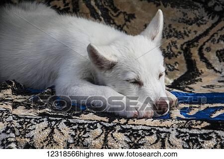 Stock Photograph - Puppy at the Vernissage Market; Yerevan, Armenia. Fotosearch