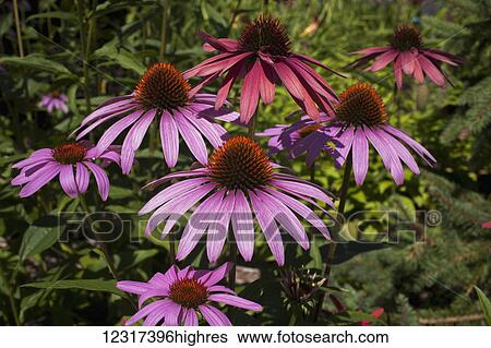 Stock Photograph - Purple coneflower (Echinacea purpurea); Knowlton, Quebec, Canada. Fotosearch