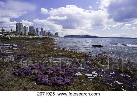 Purple Starfish On The Beach, West Vancouver, British Columbia View Large Photo Image Stock Photography - Purple Starfish On The Beach, West Vancouver, British Columbia. Fotosearch