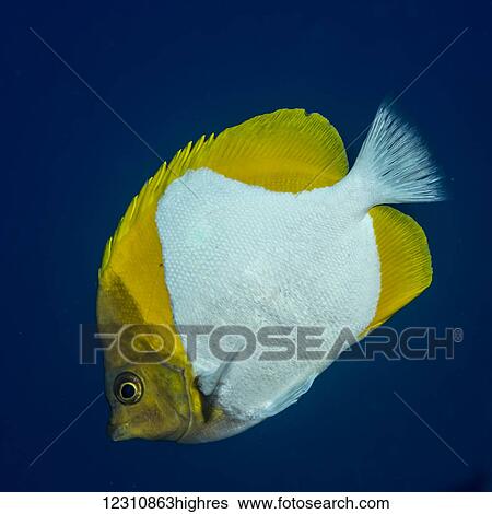 Stock Photograph - Pyramid Butterflyfish (Hemitaurichthys polylepis) photographed while scuba diving off the Kona coast; Kona, Island of Hawaii, Hawaii, United States of America. Fotosearch
