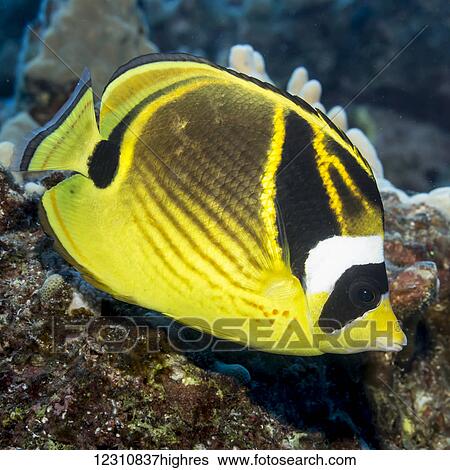Stock Photograph - Racoon Butterflyfish (Chaetodon lunula) portrait taken underwater while scuba diving the Kona coast; Kona, Island of Hawaii, Hawaii, United States of America. Fotosearch