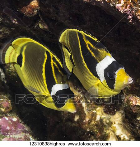 Stock Photograph - Racoon Butterflyfish (Chaetodon lunula) taken underwater while scuba diving the Kona coast; Kona, Island of Hawaii, Hawaii, United States of America. Fotosearch