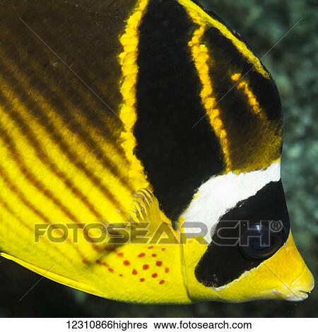 Racoon Butterflyfish (Chaetodon lunula) close-up portrait taken while scuba diving the Kona coast; Kona, Island of Hawaii, Hawaii, United States of America View Large Photo Image Stock Photograph - Racoon Butterflyfish (Chaetodon lunula) close-up portrait taken while scuba diving the Kona coast; Kona, Island of Hawaii, Hawaii, United States of America. Fotosearch