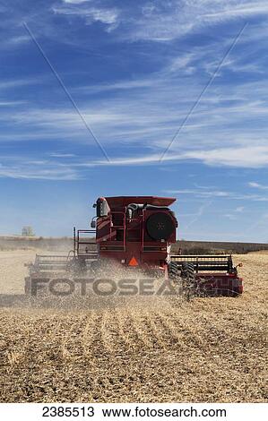 Red combine harvesting beans on a sunny autumn day in Northeast Iowa; Iowa, United States of America View Large Photo Image Stock Image - Red combine harvesting beans on a sunny autumn day in Northeast Iowa; Iowa, United States of America. Fotosearch