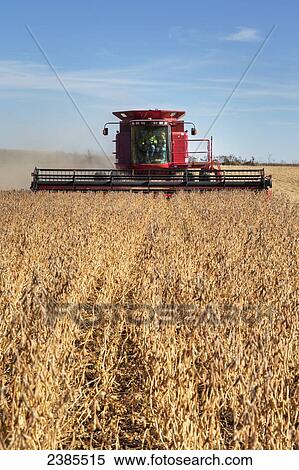 Stock Photography - Red combine harvesting beans on a sunny autumn day in Northeast Iowa; Iowa, United States of America. Fotosearch