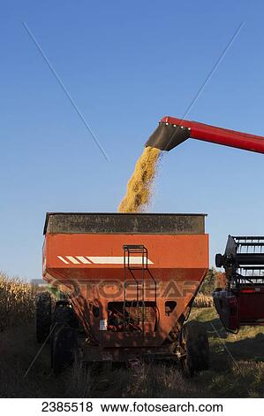 Stock Photo - Red combine unloading beans into a grain wagon on a sunny autumn day in Northeast Iowa; Iowa, United States of America. Fotosearch