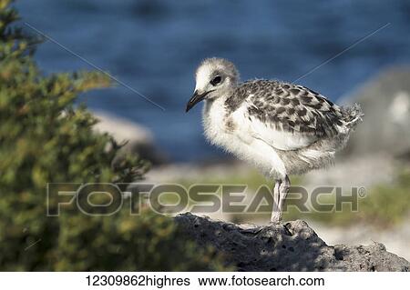 Stock Photograph - Red-footed booby (sula sula) chick; Galapagos Islands, Ecuador. Fotosearch