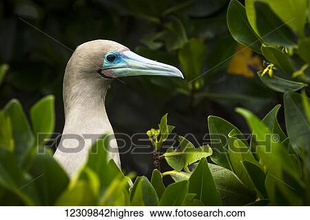 Stock Photograph - Red-footed booby (Sula sula); Galapagos Islands, Ecuador. Fotosearch