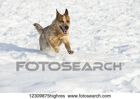 Stock Photograph - Red heeler dog running in the snow; Montana, United States of America. Fotosearch