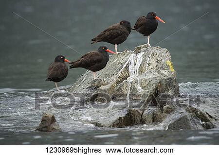 Stock Photograph - Red-legged Oystercatchers, Geographical Bay; Alaska, United States of America. Fotosearch