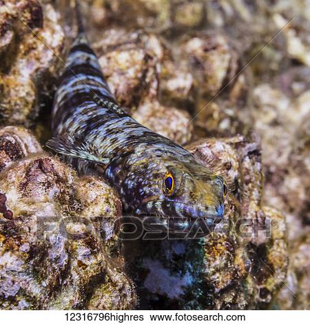 Reef Lizardfish (Synodus variegatus) resting on a reef formed of lava off the Kona coast; Kona, Island of Hawaii, Hawaii, United States of America View Large Photo Image Stock Photograph - Reef Lizardfish (Synodus variegatus) resting on a reef formed of lava off the Kona coast; Kona, Island of Hawaii, Hawaii, United States of America. Fotosearch