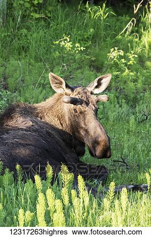 Stock Photograph - Resting bull moose (alces alces) near Kincaid Park in spring, antlers just starting to grow, looking towards camera; Anchorage, Alaska, United States of America. Fotosearch