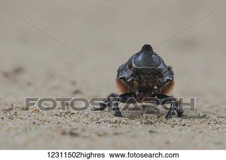 Stock Photograph - Rhinoceros beetle (Dynastinae), also known as the Hercules Beetle, Sabi Sand Game Reserve; South Africa. Fotosearch