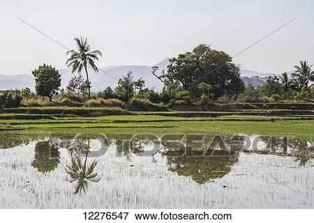 Rice field, near Manatuto; East Timor View Large Photo Image Stock Photo - Rice field, near Manatuto; East Timor. Fotosearch