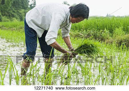 Stock Image - Rice fields and a farmer at work in a small village near to Wuyuan; Jiangxi province, China. Fotosearch