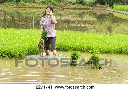 Rice fields and a farmer at work in a small village near to Wuyuan; Jiangxi province, China View Large Photo Image Stock Image - Rice fields and a farmer at work in a small village near to Wuyuan; Jiangxi province, China. Fotosearch