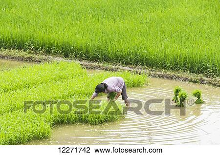 Stock Image - Rice fields and a farmer at work in a small village near to Wuyuan; Jiangxi province, China. Fotosearch