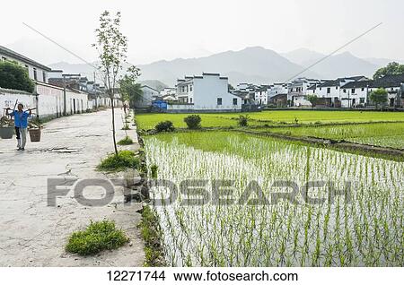 Rice fields in a small village near to Wuyuan; Jiangxi province, China View Large Photo Image Picture - Rice fields in a small village near to Wuyuan; Jiangxi province, China. Fotosearch